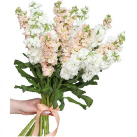 19 fragrant gillyflowers
