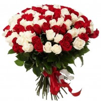 101 красная и белая роза 70 см