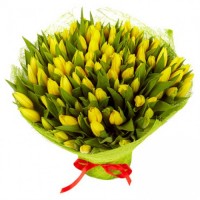 101 yellow tulip